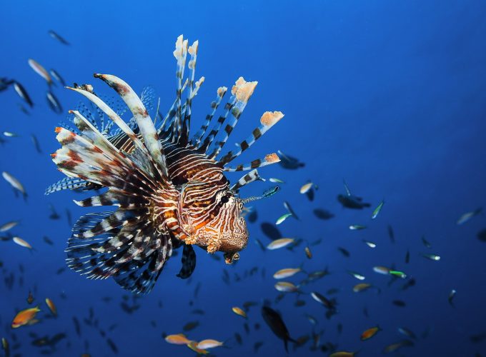 Wallpaper Lionfish, underwater, Best Diving Sites, Travel 422226401